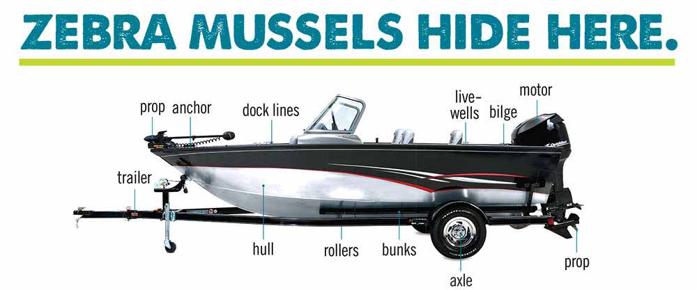 ZEBRA / QUAGGA MUSSEL - Ruth Lake