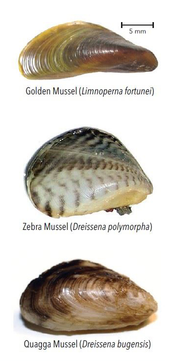 3 Mussels 3 Mussels